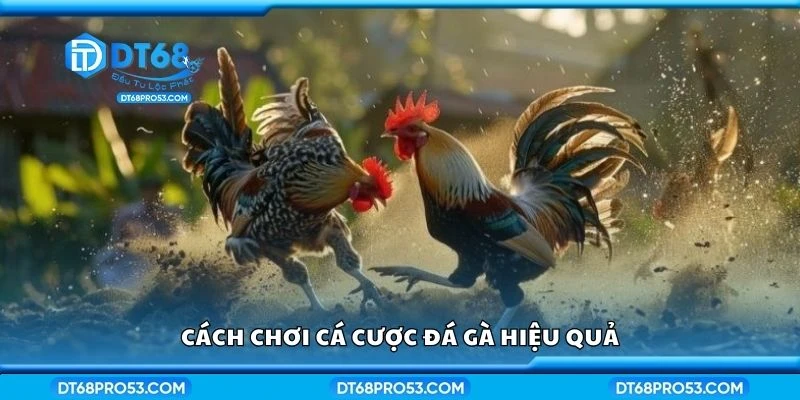 Cách chơi cá cược đá gà hiệu quả
